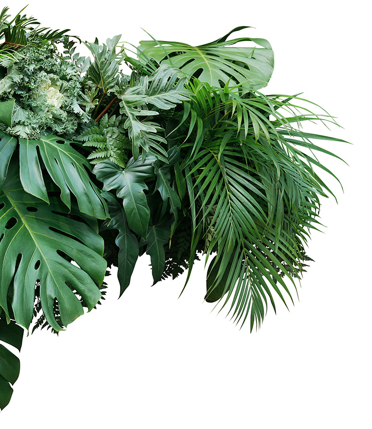 Tropical leaves foliage plant jungle bush floral arrangement nat